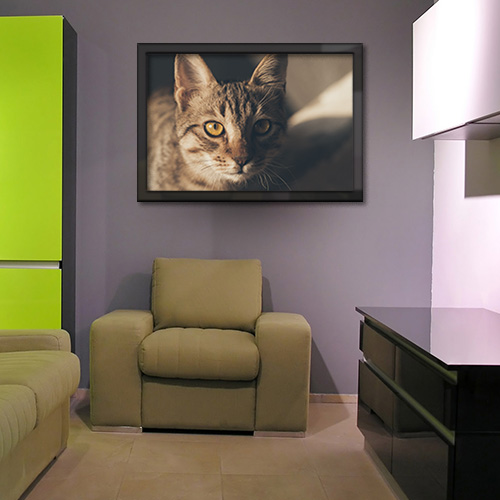 Quadros com Fotos - Gato pequeno